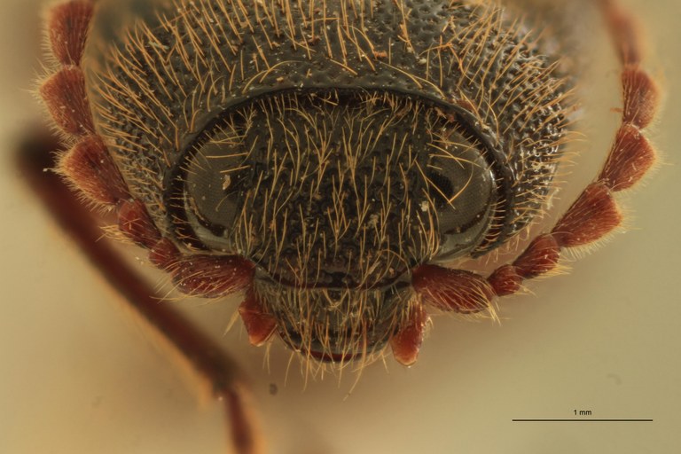 Melanotus coolsi M Pt F.jpg