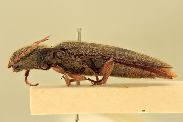 Melanotus coolsi M Pt L.jpg