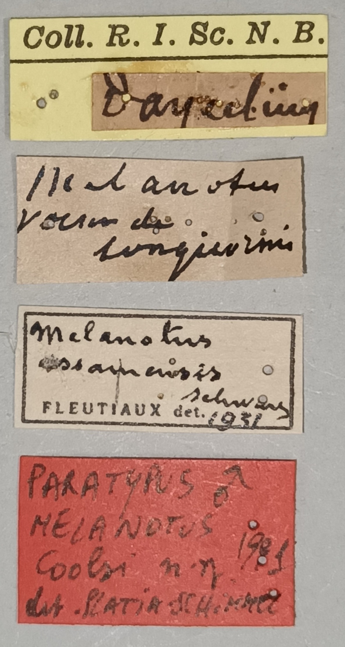 Melanotus coolsi M Pt Labels.jpg