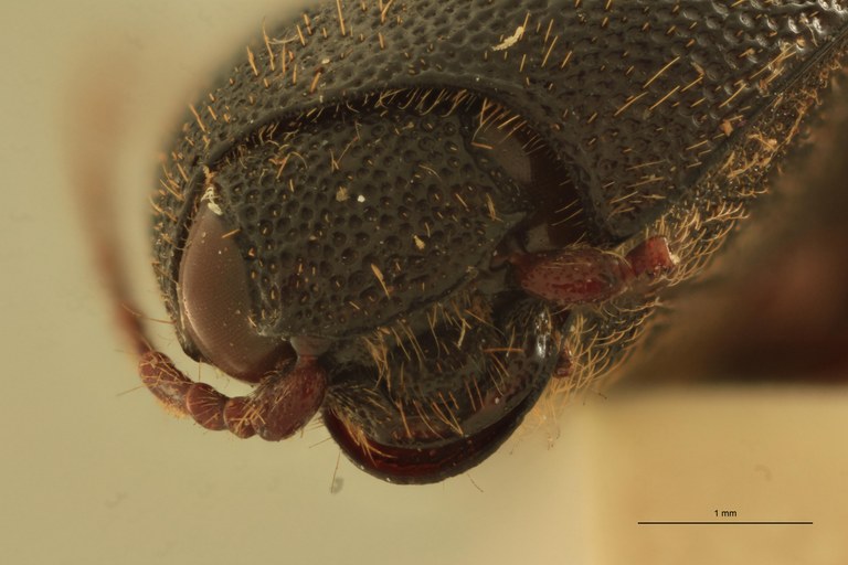 Melanotus coolsi F Pt F.jpg