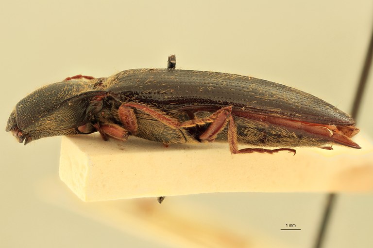 Melanotus coolsi F Pt L.jpg