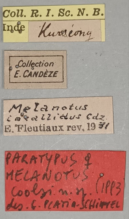 Melanotus coolsi F Pt Labels.jpg