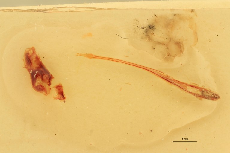 Melanotus coolsi F Pt Parameres.jpg