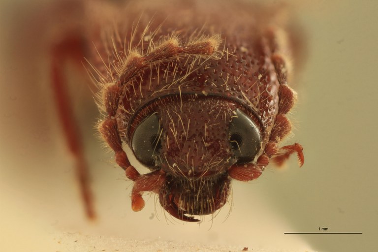 Melanotus dispunctatus M Plt F.jpg