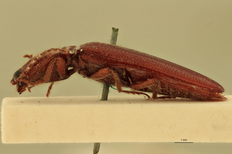 Melanotus dispunctatus M Plt L.jpg