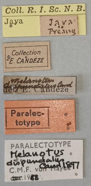 Melanotus dispunctatus M Plt Labels.jpg