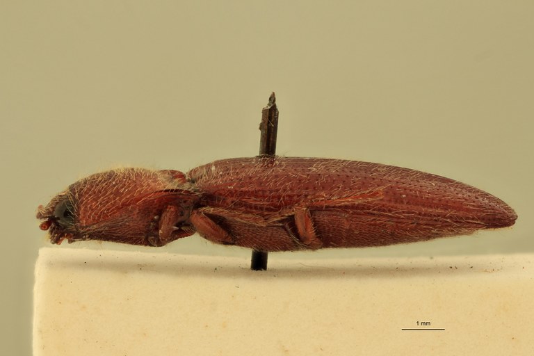 Melanotus dispunctatus F Lt L.jpg