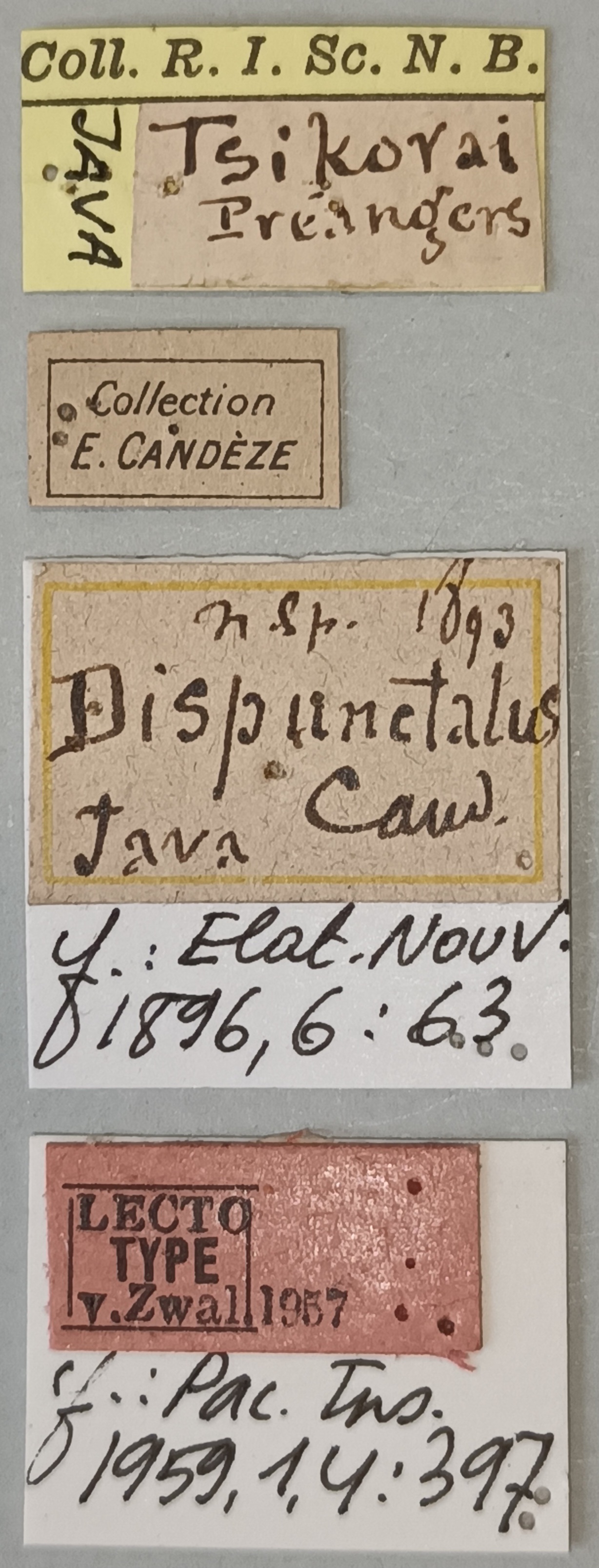 Melanotus dispunctatus F Lt Labels.jpg