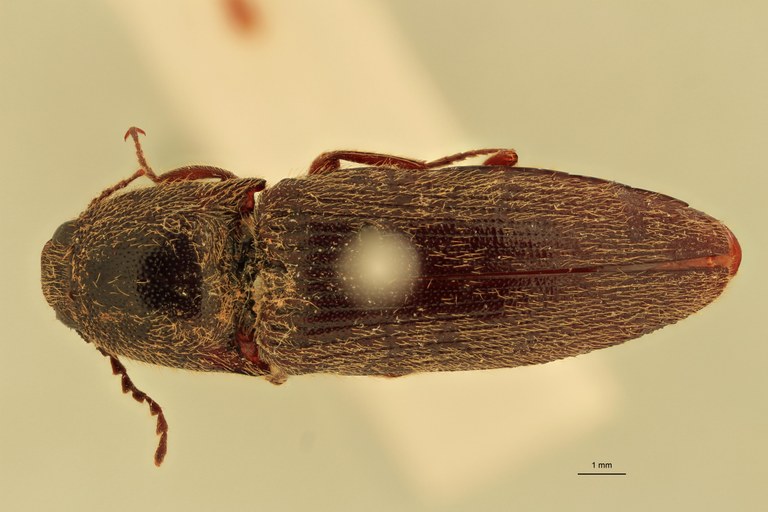 Melanotus dubiosus M Pt D.jpg