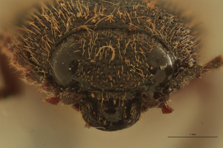 Melanotus dubiosus M Pt F.jpg