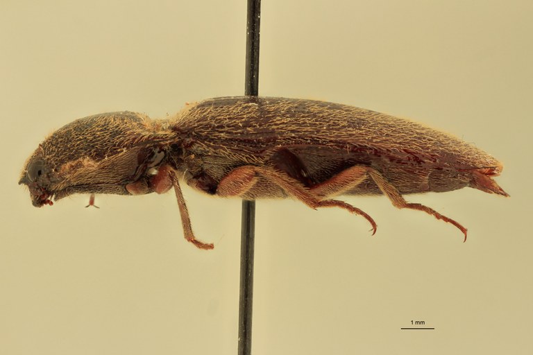 Melanotus dubiosus M Pt L.jpg