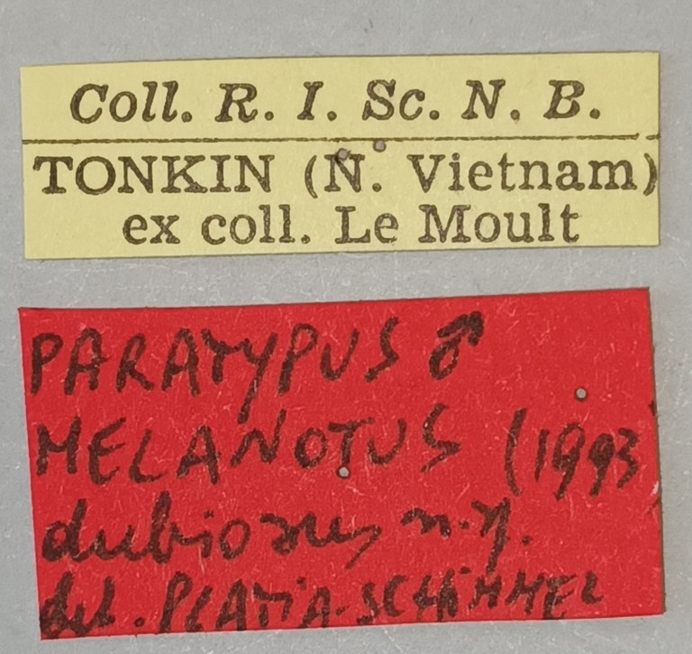 Melanotus dubiosus M Pt Labels.jpg