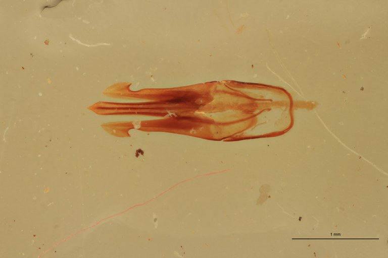 Melanotus flavohirtus M Lt Aedeagus.jpg