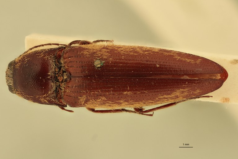 Melanotus flavohirtus M Lt D.jpg
