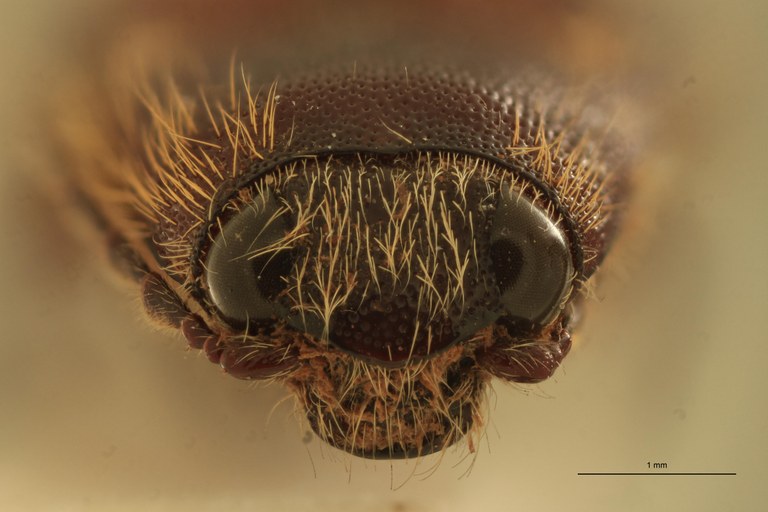 Melanotus flavohirtus M Lt F.jpg