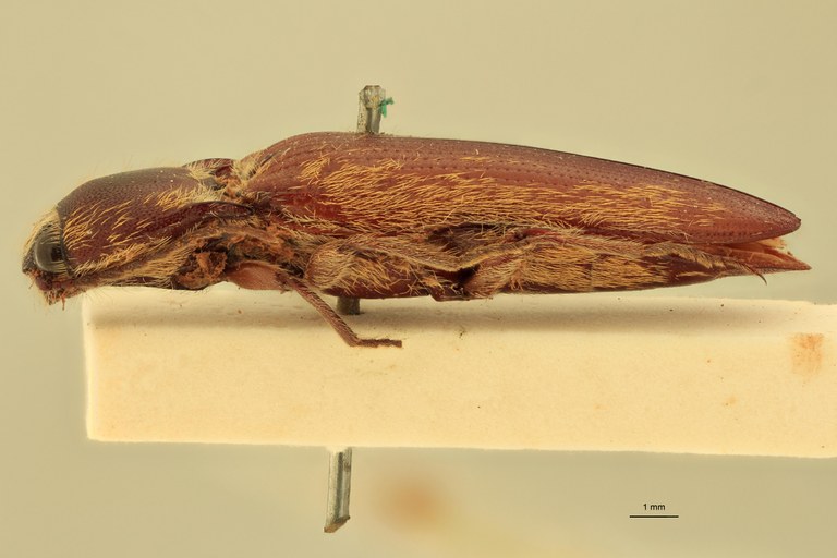 Melanotus flavohirtus M Lt L.jpg