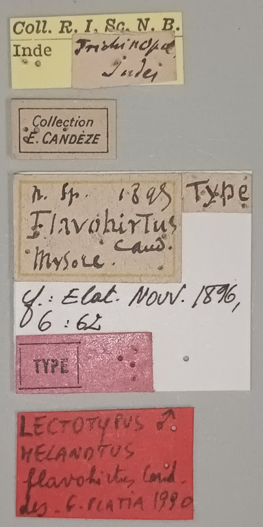 Melanotus flavohirtus M Lt Labels.jpg