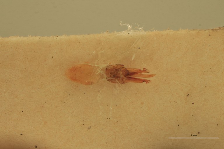 Melanotus fortnumi M T Aedeagus.jpg