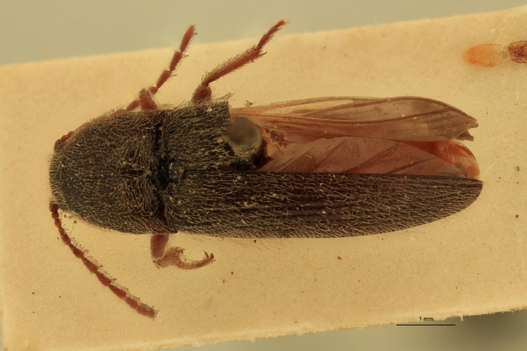 Melanotus fortnumi M T D.jpg