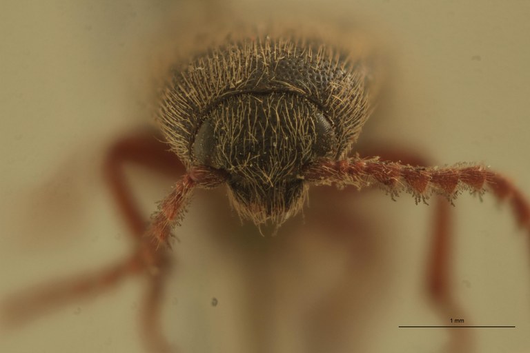 Melanotus fortnumi M T F.jpg
