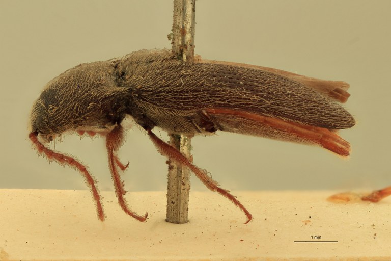 Melanotus fortnumi M T L.jpg