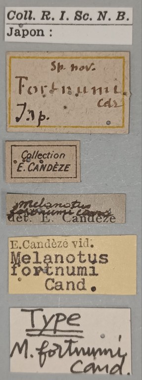 Melanotus fortnumi M T Labels.jpg