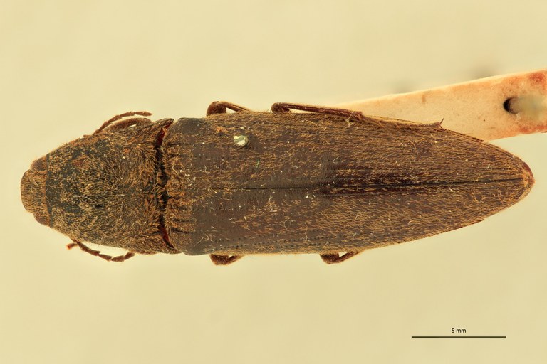 Melanotus gigas F Pt D.jpg