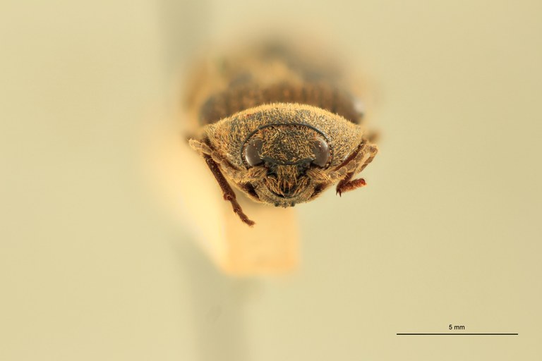 Melanotus gigas F Pt F.jpg