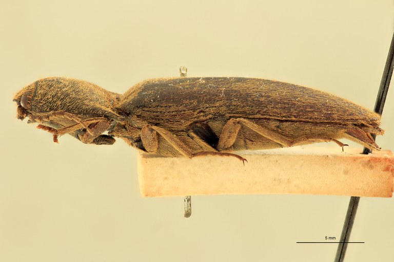 Melanotus gigas F Pt L.jpg
