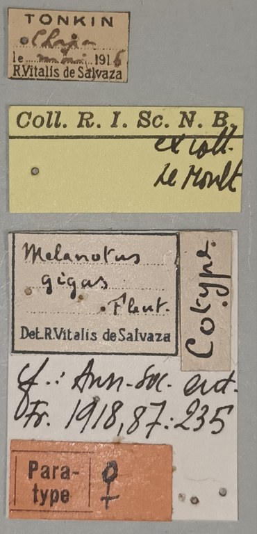 Melanotus gigas F Pt Labels.jpg