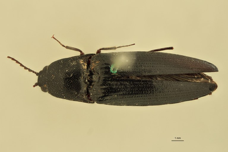 Melanotus grootaerti M Pt D.jpg