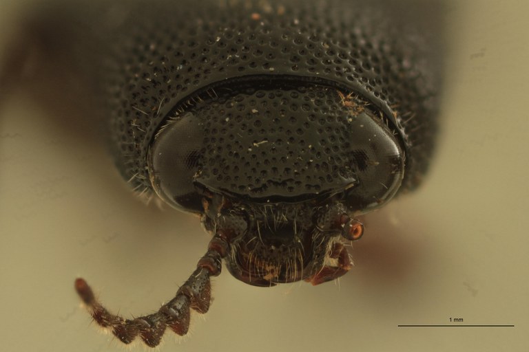 Melanotus grootaerti M Pt F.jpg