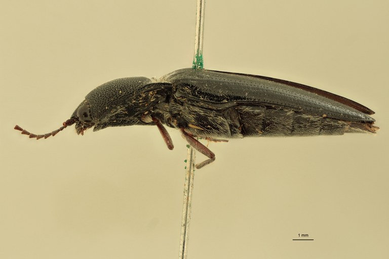 Melanotus grootaerti M Pt L.jpg