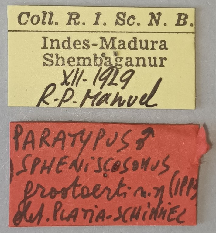 Melanotus grootaerti M Pt Labels.jpg