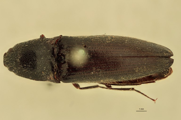 Melanotus grootaerti F Pt D.jpg
