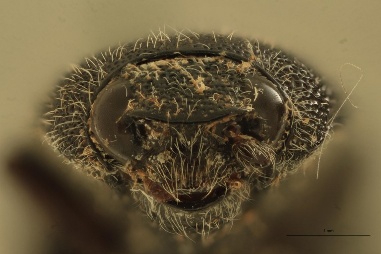 Melanotus grootaerti F Pt F.jpg