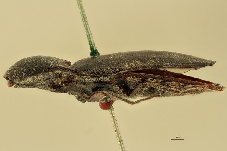 Melanotus grootaerti F Pt L.jpg