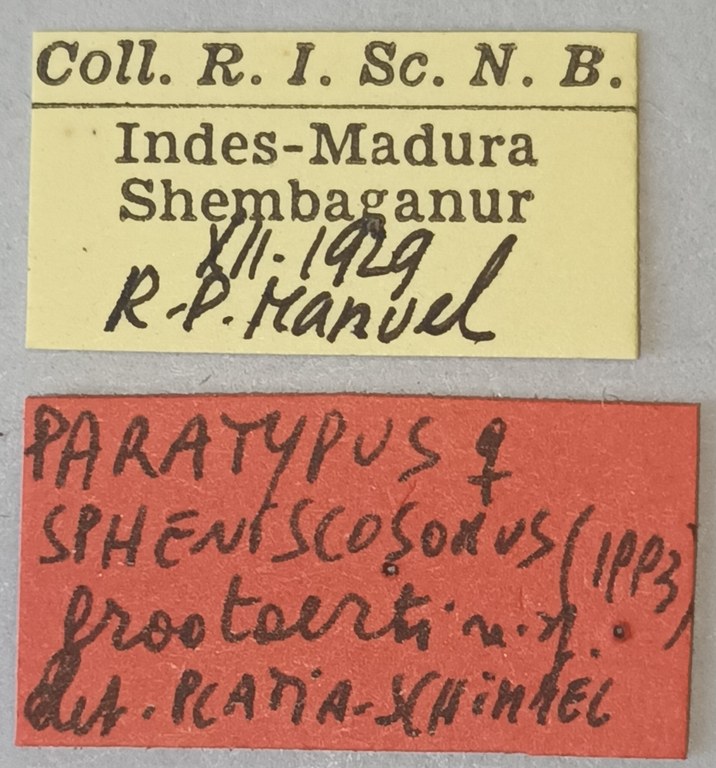 Melanotus grootaerti F Pt Labels.jpg