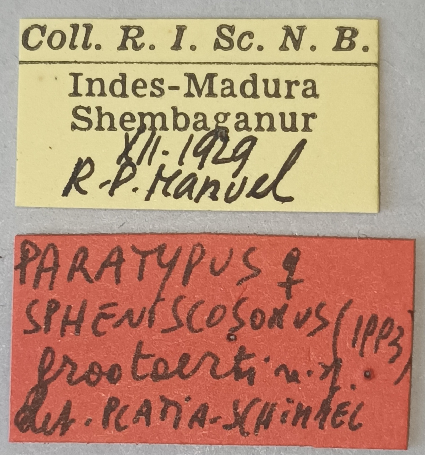 Melanotus grootaerti F Pt Labels.jpg