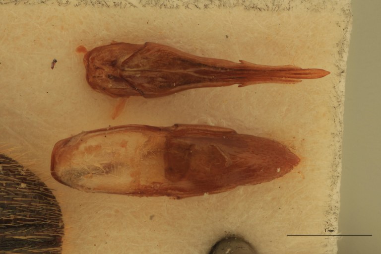 Melanotus hayekae M Pt Aedeagus.jpg