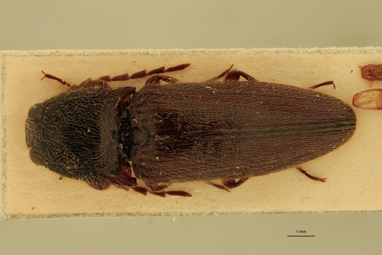 Melanotus hayekae M Pt D.jpg