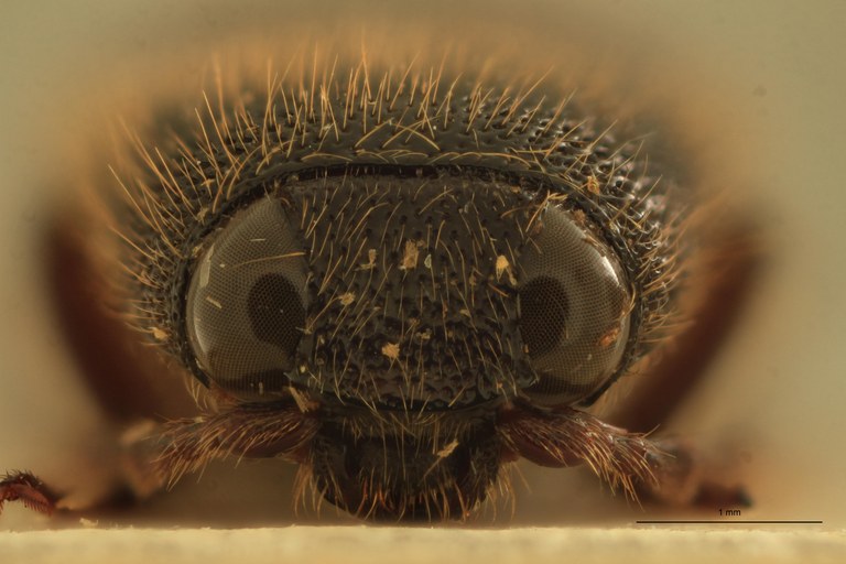 Melanotus hayekae M Pt F.jpg
