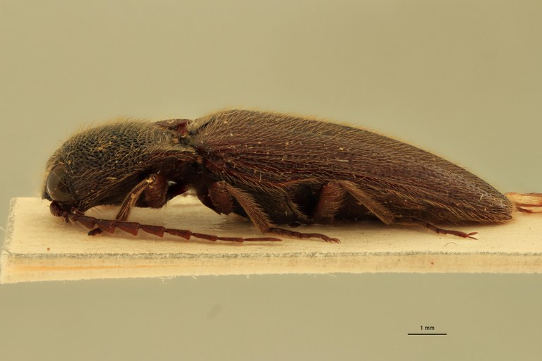 Melanotus hayekae M Pt L.jpg