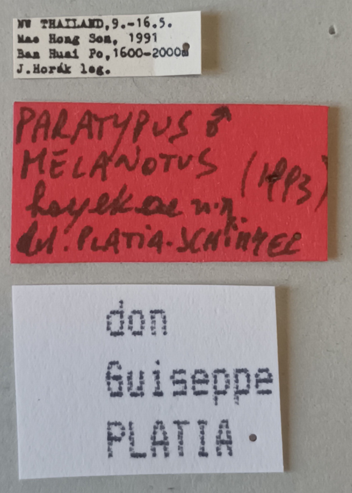 Melanotus hayekae M Pt Labels.jpg