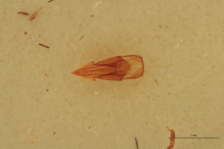 Melanotus hericius M St Aedeagus.jpg