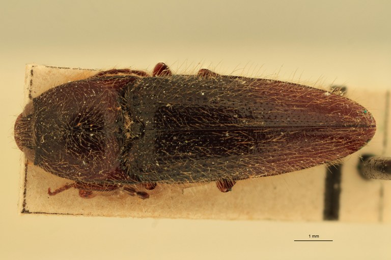 Melanotus hericius M St D.jpg