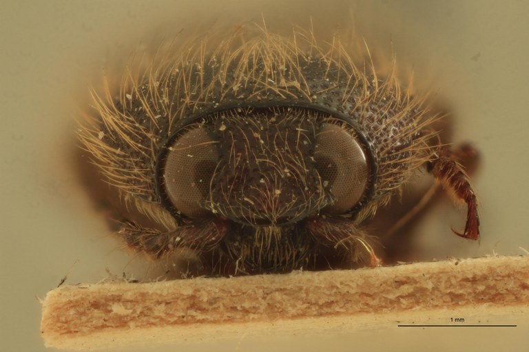 Melanotus hericius M St F.jpg