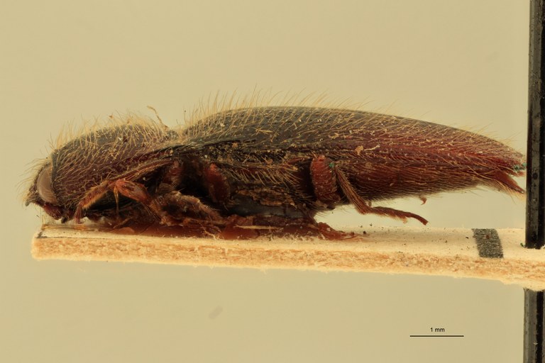 Melanotus hericius M St L.jpg