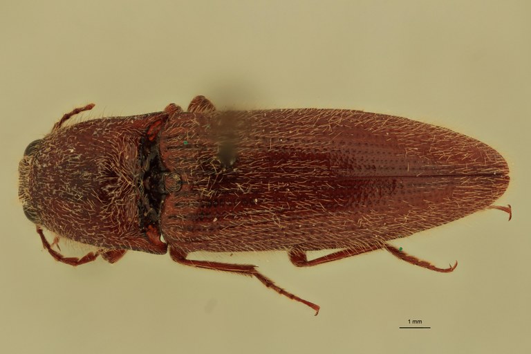 Melanotus holtmanni M Pt D.jpg