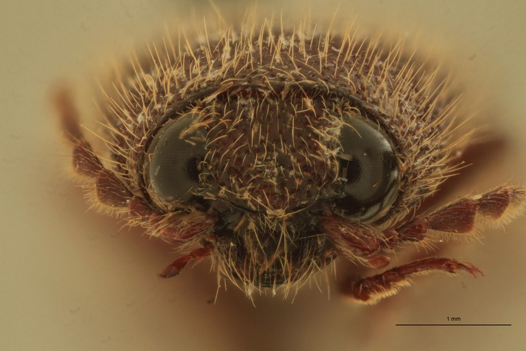 Melanotus holtmanni M Pt F.jpg